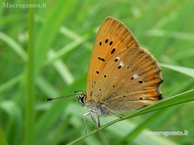 Scarce Copper - Lycaena virgaureae | Fotografijos autorius : Deividas Makavičius | © Macronature.eu | Macro photography web site