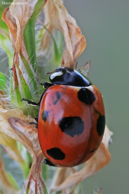 Scarce Seven-spotted Ladybird - Coccinella magnifica | Fotografijos autorius : Gintautas Steiblys | © Macronature.eu | Macro photography web site