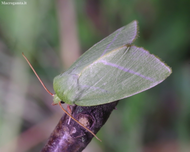 Scarce Silver-lines - Bena bicolorana | Fotografijos autorius : Romas Ferenca | © Macrogamta.lt | Šis tinklapis priklauso bendruomenei kuri domisi makro fotografija ir fotografuoja gyvąjį makro pasaulį.