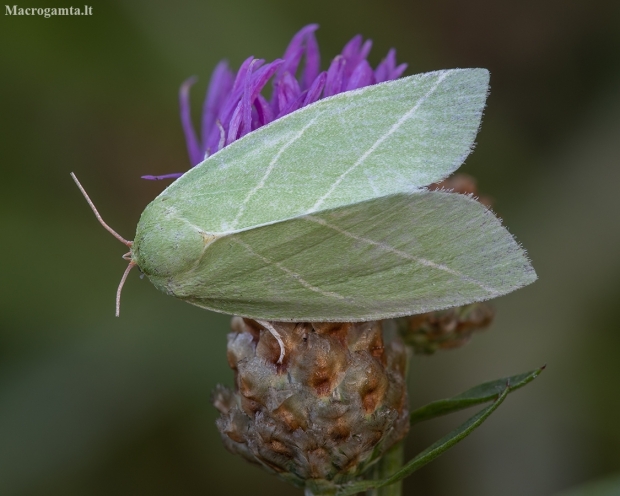 Scarce Silver-lines - Bena bicolorana | Fotografijos autorius : Žilvinas Pūtys | © Macronature.eu | Macro photography web site