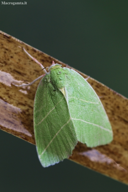 Scarce Silver-lines - Bena bicolorana | Fotografijos autorius : Agnė Našlėnienė | © Macronature.eu | Macro photography web site