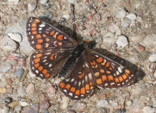 Scarce fritillary - Euphydrias maturna | Fotografijos autorius : Vytautas Gluoksnis | © Macronature.eu | Macro photography web site