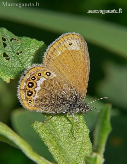 Scarce heath - Coenonympha hero | Fotografijos autorius : Deividas Makavičius | © Macronature.eu | Macro photography web site