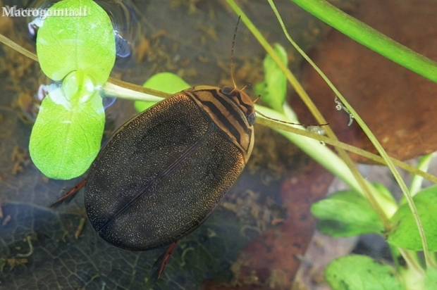 Scarce lesser diving beetle - Acilius canaliculatus | Fotografijos autorius : Gintautas Steiblys | © Macronature.eu | Macro photography web site