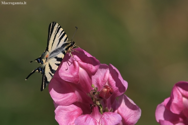 Scarce swallowtail - Iphiclides podalirius | Fotografijos autorius : Gintautas Steiblys | © Macronature.eu | Macro photography web site