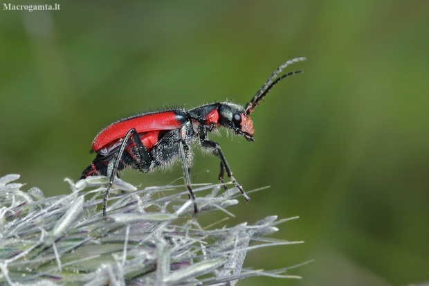 Scarlet malachite beetle - Malachius aeneus | Fotografijos autorius : Gintautas Steiblys | © Macronature.eu | Macro photography web site
