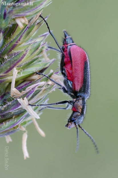 Scarlet malachite beetle - Malachius aeneus | Fotografijos autorius : Darius Baužys | © Macronature.eu | Macro photography web site
