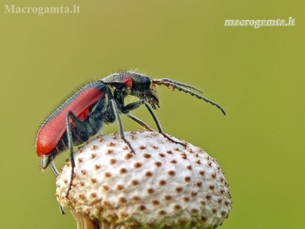 Scarlet malachite beetle - Malachius aeneus | Fotografijos autorius : Darius Baužys | © Macronature.eu | Macro photography web site