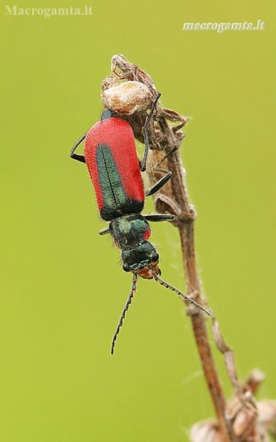 Scarlet malachite beetle - Malachius aeneus | Fotografijos autorius : Lukas Jonaitis | © Macronature.eu | Macro photography web site