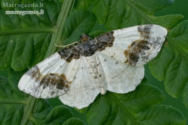 Scorched Carpet - Ligdia adustata  | Fotografijos autorius : Gintautas Steiblys | © Macronature.eu | Macro photography web site