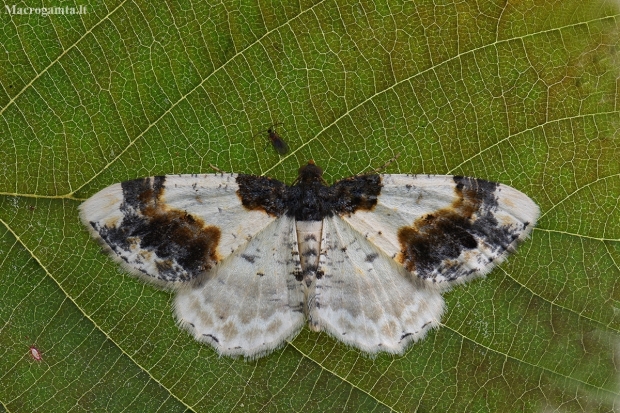 Ožekšninis margasprindis - Ligdia adustata | Fotografijos autorius : Arūnas Eismantas | © Macronature.eu | Macro photography web site