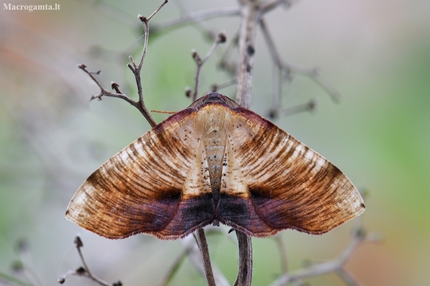 Scorched Wing - Plagodis dolabraria | Fotografijos autorius : Arūnas Eismantas | © Macronature.eu | Macro photography web site
