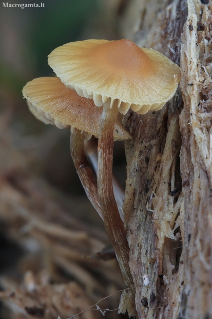 Moss Bell - Galerina sp. | Fotografijos autorius : Gintautas Steiblys | © Macronature.eu | Macro photography web site