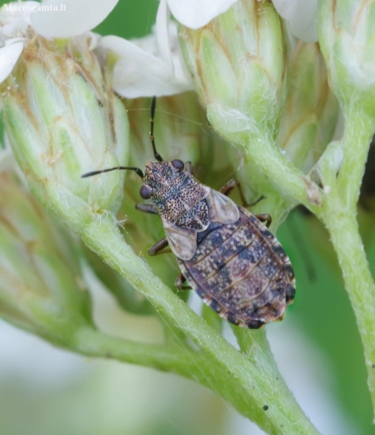 Seed bug - Nithecus jacobaeae | Fotografijos autorius : Romas Ferenca | © Macronature.eu | Macro photography web site