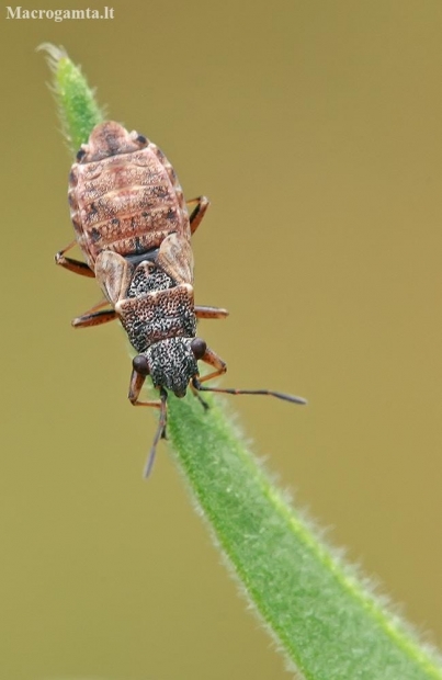 Seed bug - Nithecus jacobaeae | Fotografijos autorius : Gintautas Steiblys | © Macronature.eu | Macro photography web site
