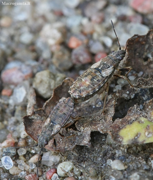 Seed bug - Nithecus jacobaeae | Fotografijos autorius : Vytautas Gluoksnis | © Macronature.eu | Macro photography web site