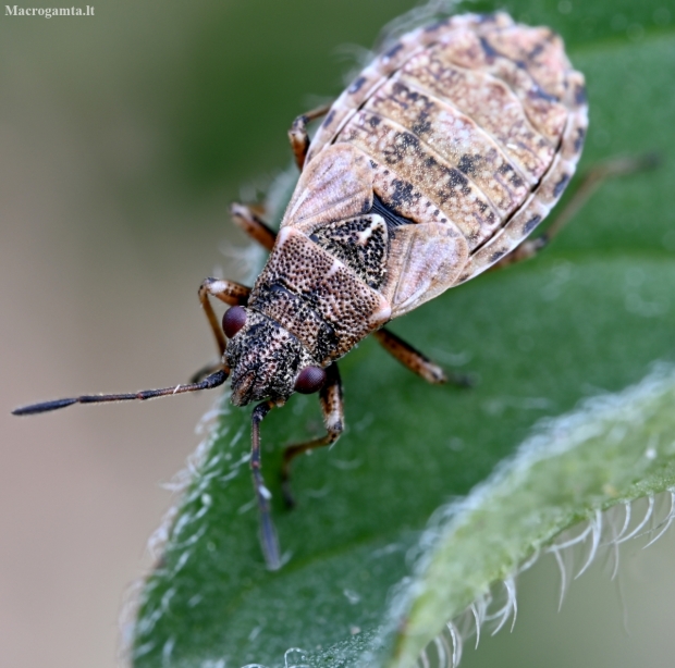 Seed bug - Nithecus jacobaeae | Fotografijos autorius : Kazimieras Martinaitis | © Macrogamta.lt | Šis tinklapis priklauso bendruomenei kuri domisi makro fotografija ir fotografuoja gyvąjį makro pasaulį.