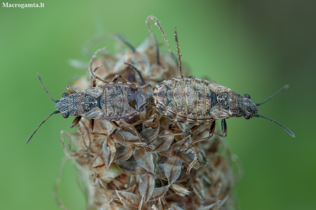 Seed bugs - Nithecus jacobaeae | Fotografijos autorius : Žilvinas Pūtys | © Macronature.eu | Macro photography web site