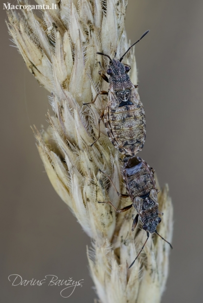 Seed bugs - Nithecus jacobaeae | Fotografijos autorius : Darius Baužys | © Macronature.eu | Macro photography web site
