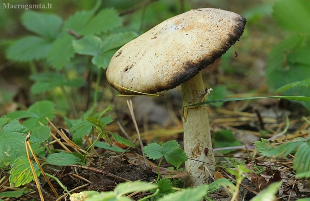 Girinis pievagrybis - Agaricus sylvicola | Fotografijos autorius : Gintautas Steiblys | © Macrogamta.lt | Šis tinklapis priklauso bendruomenei kuri domisi makro fotografija ir fotografuoja gyvąjį makro pasaulį.