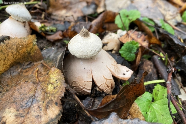 Sessile Earthstar | Geastrum fimbriatum | Fotografijos autorius : Darius Baužys | © Macrogamta.lt | Šis tinklapis priklauso bendruomenei kuri domisi makro fotografija ir fotografuoja gyvąjį makro pasaulį.