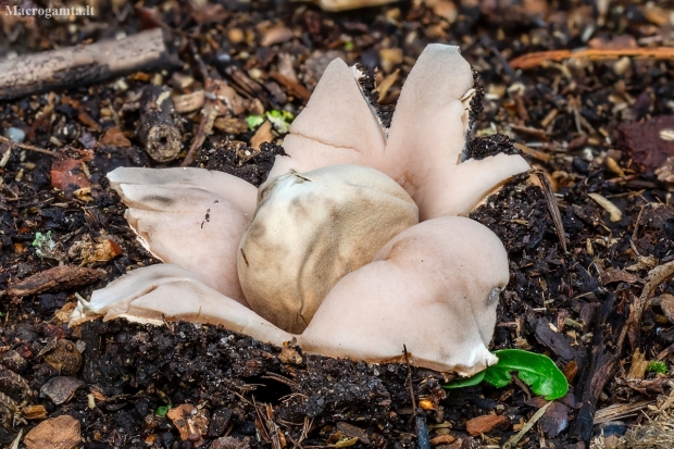 Tuščiaviduris žvaigždulis | Geastrum fimbriatum | Fotografijos autorius : Darius Baužys | © Macrogamta.lt | Šis tinklapis priklauso bendruomenei kuri domisi makro fotografija ir fotografuoja gyvąjį makro pasaulį.