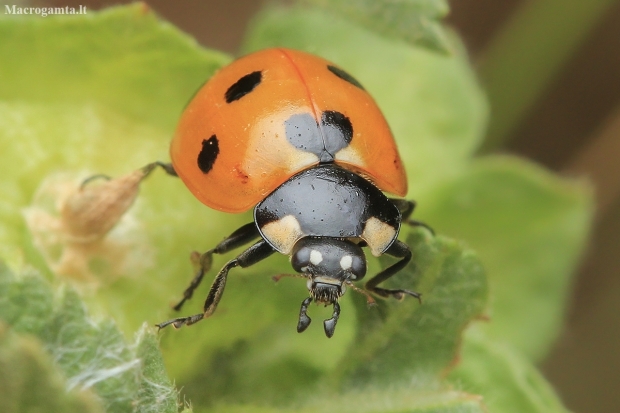 Seven-spotted Ladybird - Coccinella septempunctata | Fotografijos autorius : Gintautas Steiblys | © Macronature.eu | Macro photography web site