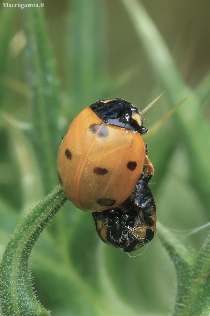 Seven-spotted Ladybird - Coccinella septempunctata | Fotografijos autorius : Gintautas Steiblys | © Macronature.eu | Macro photography web site