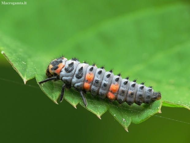 Seven-spotted ladybird - Coccinella septempunctata, larva | Fotografijos autorius : Vidas Brazauskas | © Macronature.eu | Macro photography web site