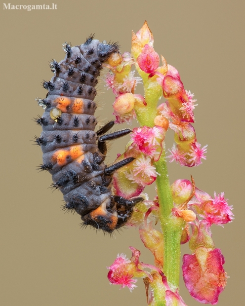 Seven-spotted ladybird - Coccinella septempunctata, larva | Fotografijos autorius : Žilvinas Pūtys | © Macronature.eu | Macro photography web site