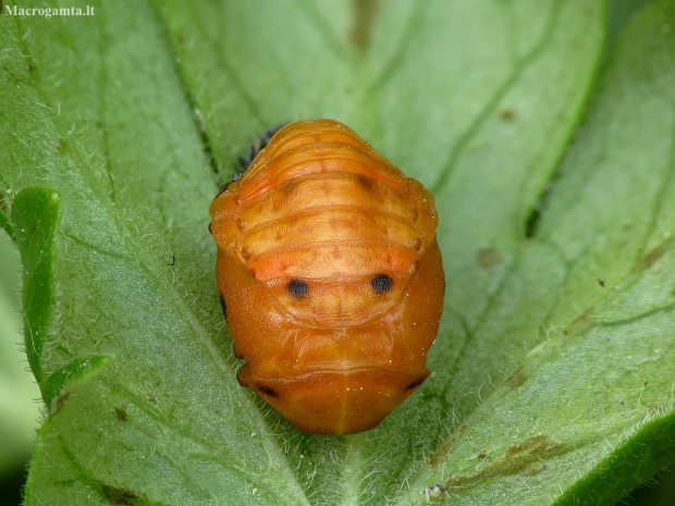 Septyntaškė boružė - Coccinella septempunctata, lėliukė | Fotografijos autorius : Vidas Brazauskas | © Macronature.eu | Macro photography web site