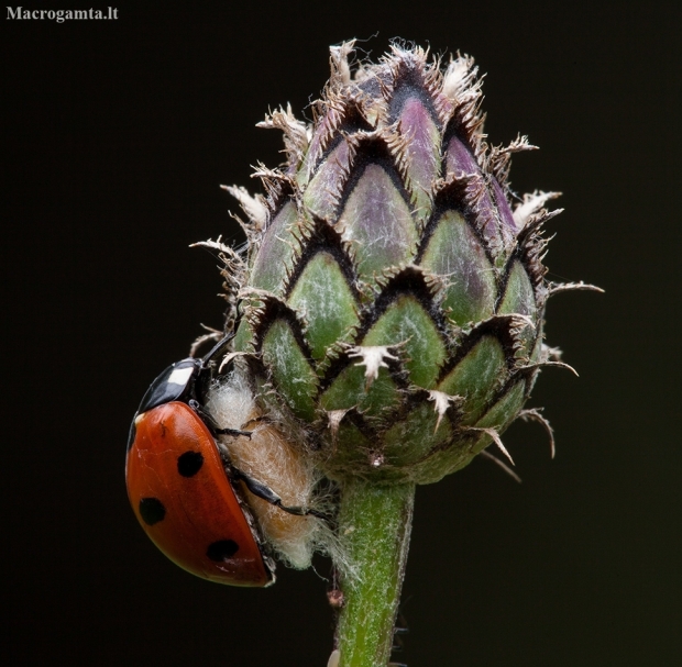 Seven-spotted ladybird - Coccinella septempunctata | Fotografijos autorius : Žilvinas Pūtys | © Macronature.eu | Macro photography web site