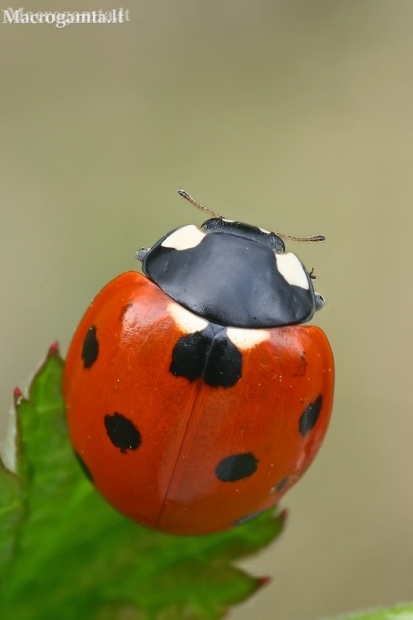 Seven-spotted ladybird - Coccinella septempunctata | Fotografijos autorius : Gintautas Steiblys | © Macronature.eu | Macro photography web site