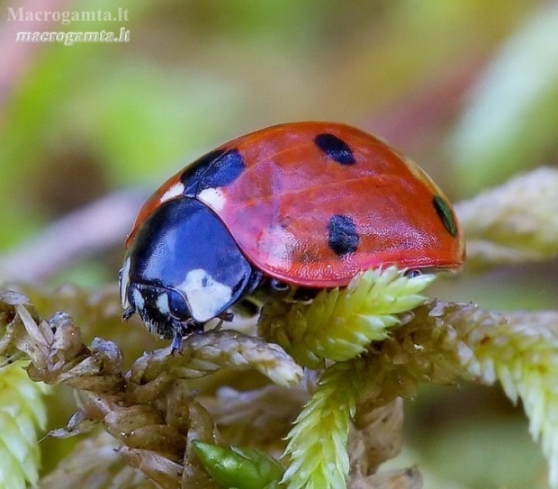 Septyntaškė boružė - Coccinella septempunctata | Fotografijos autorius : Romas Ferenca | © Macronature.eu | Macro photography web site