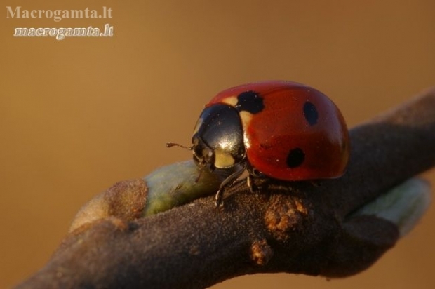 Seven-spotted ladybird - Coccinella septempunctata | Fotografijos autorius : Vilius Grigaliūnas | © Macronature.eu | Macro photography web site