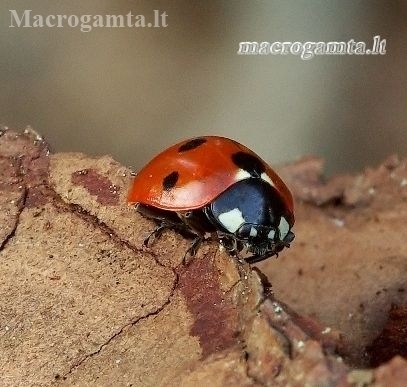 Septyntaškė boružė - Coccinella septempunctata | Fotografijos autorius : Romas Ferenca | © Macronature.eu | Macro photography web site