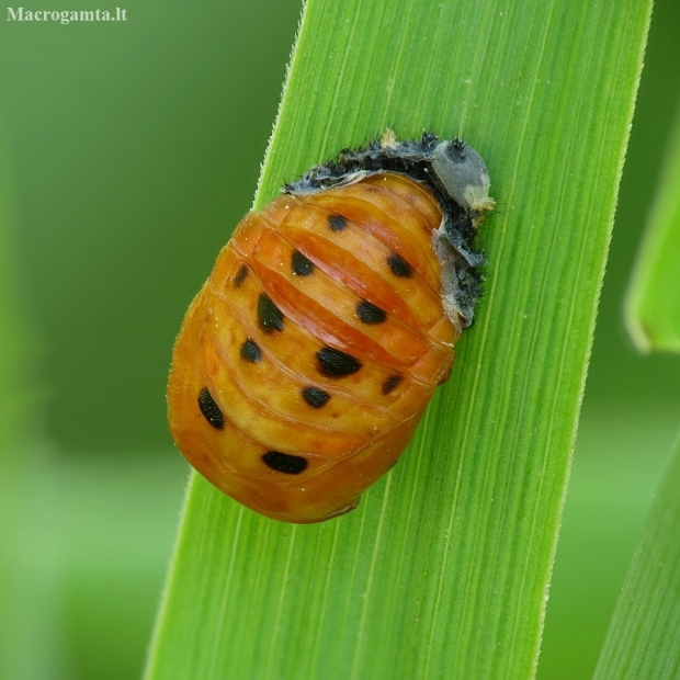 Seven-spotted ladybird - Coccinella septempunctata | Fotografijos autorius : Vidas Brazauskas | © Macronature.eu | Macro photography web site