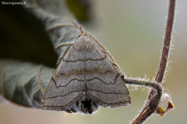 Shaded Fan-foot - Herminia tarsicrinalis | Fotografijos autorius : Arūnas Eismantas | © Macronature.eu | Macro photography web site