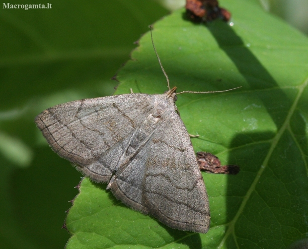 Shaded Fan-foot - Herminia tarsicrinalis | Fotografijos autorius : Vytautas Gluoksnis | © Macronature.eu | Macro photography web site