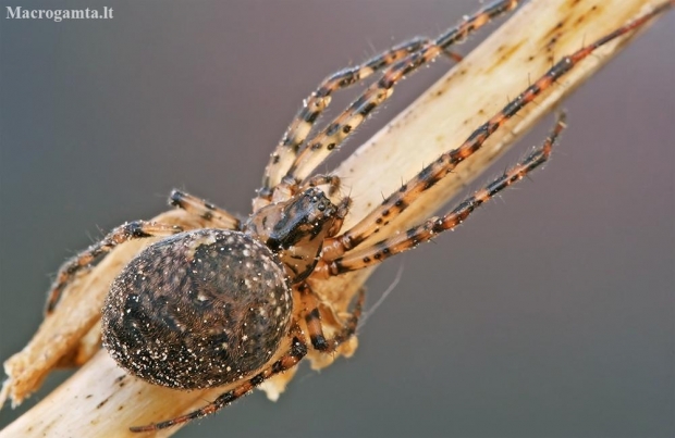 Shaded Orbweaver - Metellina merianae | Fotografijos autorius : Gintautas Steiblys | © Macronature.eu | Macro photography web site