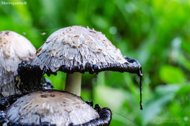 Shaggy inkcap | Coprinus comatus | Fotografijos autorius : Darius Baužys | © Macrogamta.lt | Šis tinklapis priklauso bendruomenei kuri domisi makro fotografija ir fotografuoja gyvąjį makro pasaulį.