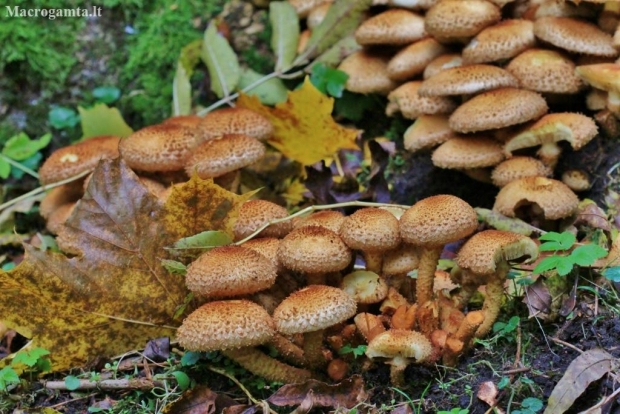 Žvynuotoji skujagalvė - Pholiota squarrosa | Fotografijos autorius : Kęstutis Obelevičius | © Macronature.eu | Macro photography web site