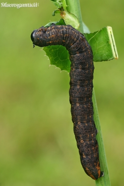 Shark Moth - Cucullia umbratica, caterpillar | Fotografijos autorius : Gintautas Steiblys | © Macronature.eu | Macro photography web site