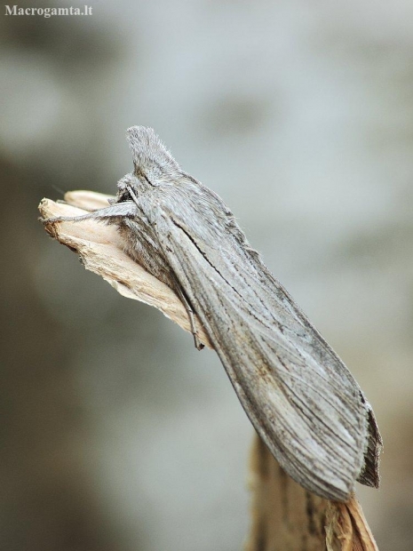 Shark Moth - Cucullia umbratica | Fotografijos autorius : Vidas Brazauskas | © Macronature.eu | Macro photography web site