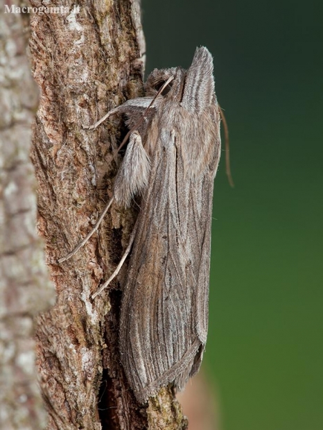 Paprastoji kukulija - Cucullia umbratica | Fotografijos autorius : Žilvinas Pūtys | © Macronature.eu | Macro photography web site