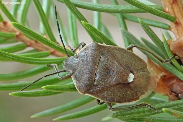 Shield bug - Chlorochroa pinicola | Fotografijos autorius : Gintautas Steiblys | © Macronature.eu | Macro photography web site