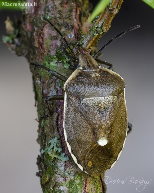 Shield bug - Chlorochroa pinicola | Fotografijos autorius : Darius Baužys | © Macronature.eu | Macro photography web site