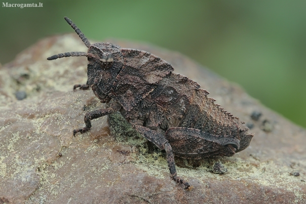 Shieldback locust - Paranocarodes anatoliensis | Fotografijos autorius : Gintautas Steiblys | © Macronature.eu | Macro photography web site