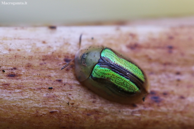 Shiny Tortoise beetle - Cassida vittata | Fotografijos autorius : Agnė Našlėnienė | © Macronature.eu | Macro photography web site