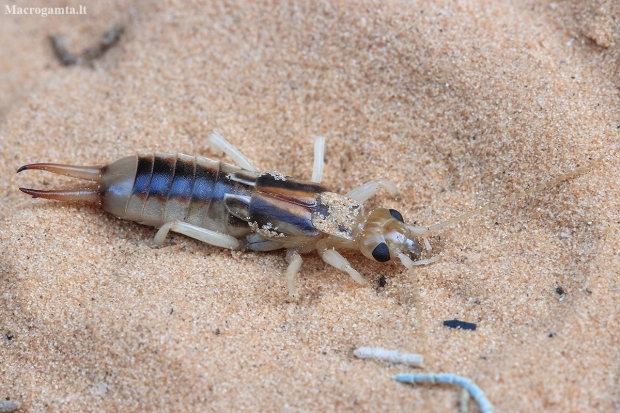 Shore Earwig - Labidura riparia | Fotografijos autorius : Gintautas Steiblys | © Macronature.eu | Macro photography web site